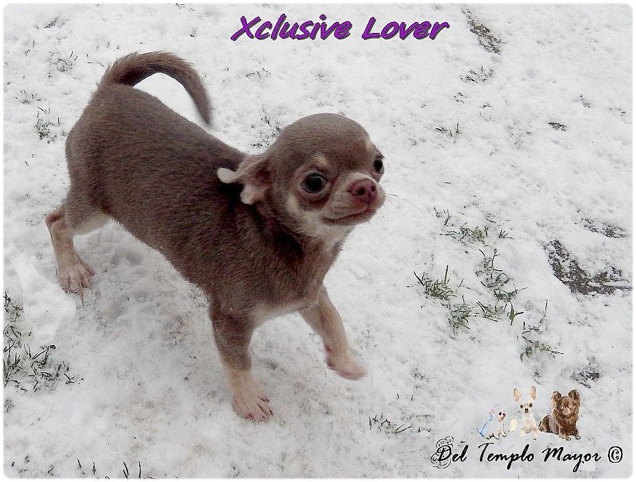 Xclusive lover fulstar