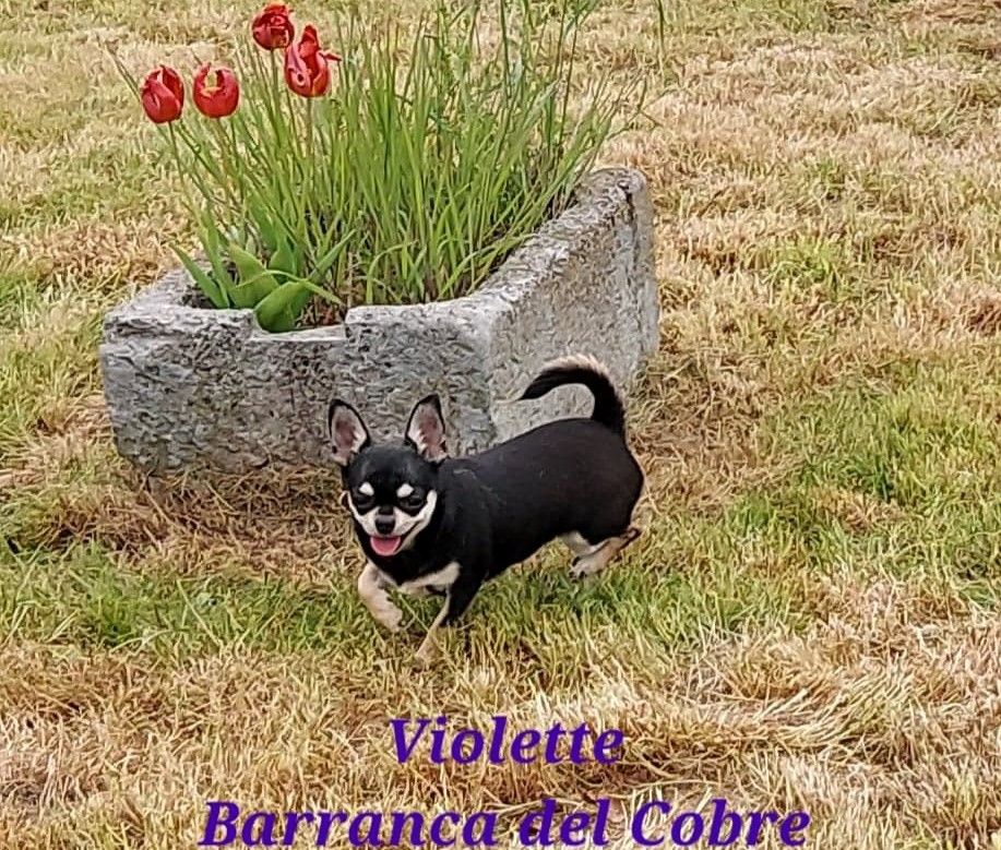 Violette barranca del cobre