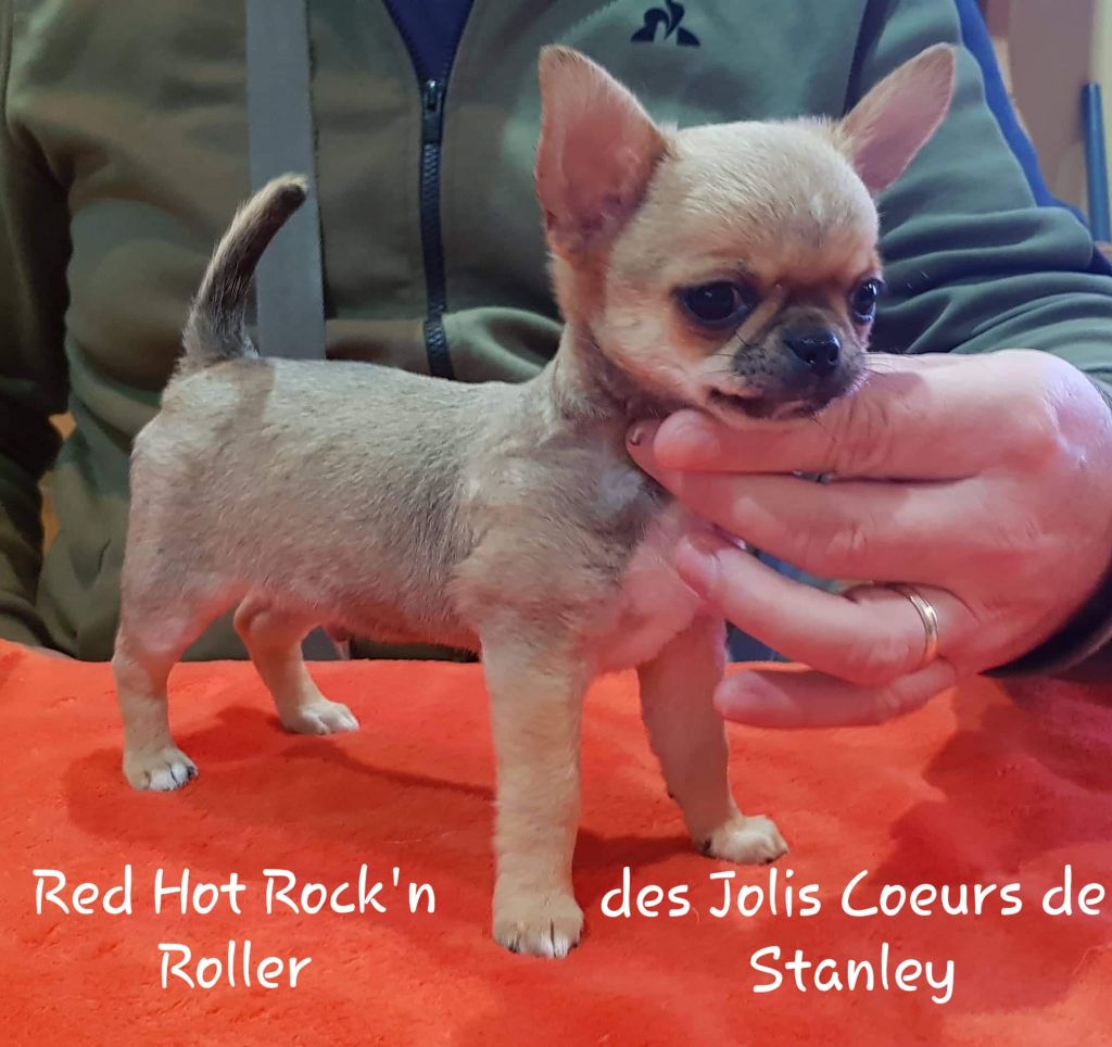 Red hot rock'n'roller des jolis coeurs de Stanley